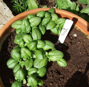 basil