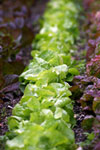 lettuce