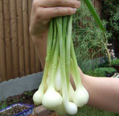 Onions