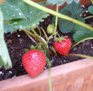 strawberries