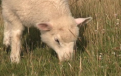 sheep
