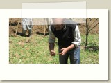 NGO, Mercy Corps, are training farmers in Srinagar to use different methods of farming such as cutting potatoes differently before planting.