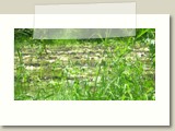 This year, unpredictable heavy rains left fields water-logged and crops ruined in Srinagar, North India.