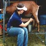 milking