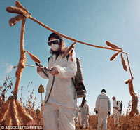 GMO, pesticides, fertilizing, cotton
