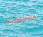 turtle_breath