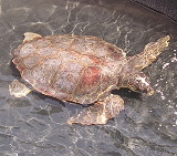turtle_2