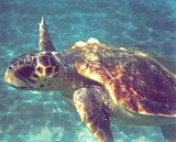 turtle1