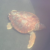 turtle3
