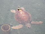 turtle4