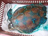 turtle5