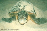 turtle8