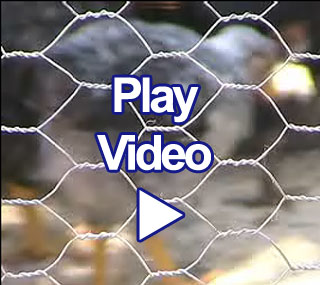 Click here for video