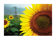 Sunflowers are already a common sight on British shores
