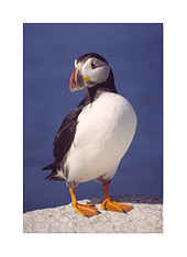 Atlantic puffins may disappear from Dorset's coast