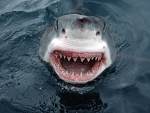 Great Whites may become common in local waters