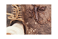 With colonies already residing in British cities, scorpions may spread to more rural areas.