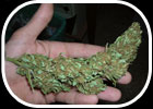 Reclassification of cannabis