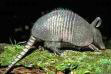 armadillo