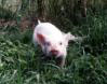 pig