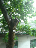 Trees